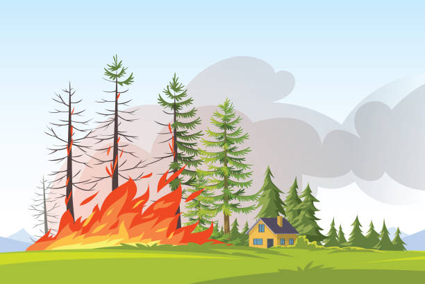 feu foret